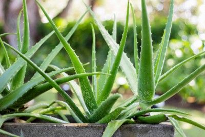 Aloe Vera Plant 1