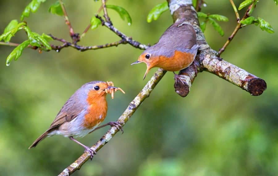 Bigstock Male European Robin