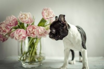 Dougs Puppy Flowers